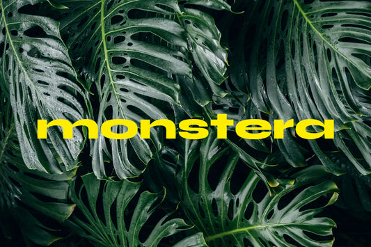 Guía completa para el cuidado de la Monstera